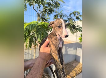 Dakota - niedlicher Greyhound-Welpe aus Spanien