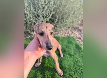 Senta - süßes Greyhound-Mädchen aus Spanien