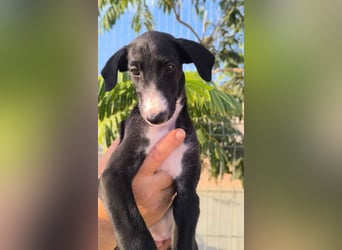 Benito - süßer Greyhound-Welpe aus Spanien