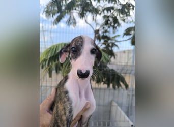 Summer - verspieltes Greyhound-Mädchen aus Spanien