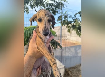 Senta - süßes Greyhound-Mädchen aus Spanien