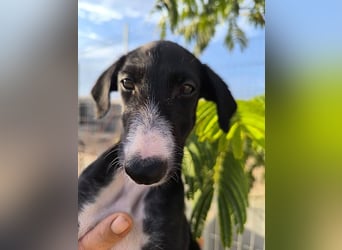 Benito - süßer Greyhound-Welpe aus Spanien