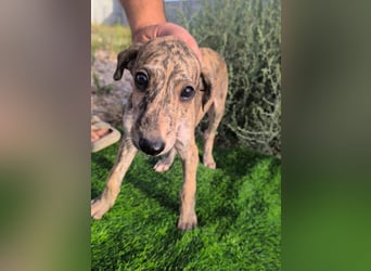 Sedan - verspielter Greyhound-Welpe aus Spanien