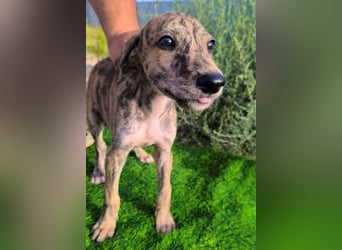 Sedan - verspielter Greyhound-Welpe aus Spanien