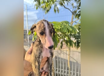 Dakota - niedlicher Greyhound-Welpe aus Spanien