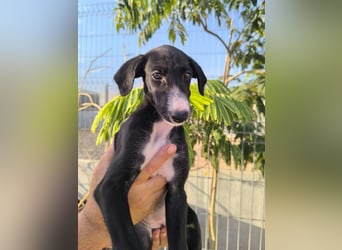 Benito - süßer Greyhound-Welpe aus Spanien