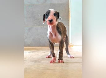 Summer - verspieltes Greyhound-Mädchen aus Spanien