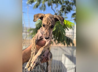 Sedan - verspielter Greyhound-Welpe aus Spanien