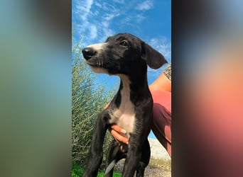 Benito - süßer Greyhound-Welpe aus Spanien
