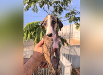 Dakota - niedlicher Greyhound-Welpe aus Spanien