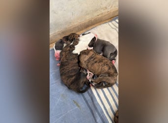 Senta - süßes Greyhound-Mädchen aus Spanien
