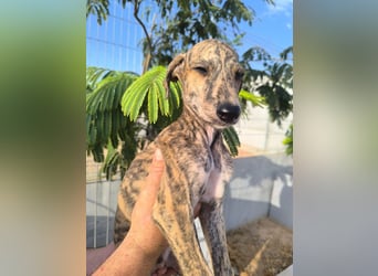 Sedan - verspielter Greyhound-Welpe aus Spanien
