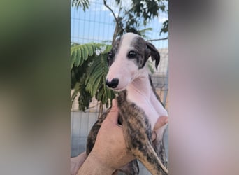 Summer - verspieltes Greyhound-Mädchen aus Spanien
