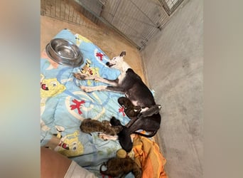 Senta - süßes Greyhound-Mädchen aus Spanien