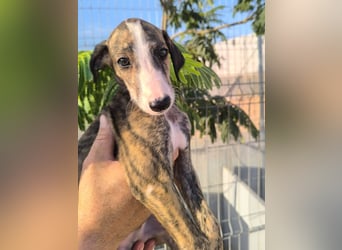 Dakota - niedlicher Greyhound-Welpe aus Spanien