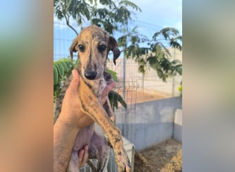 Senta - süßes Greyhound-Mädchen aus Spanien