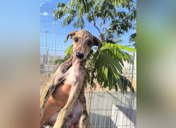 Sedan - verspielter Greyhound-Welpe aus Spanien