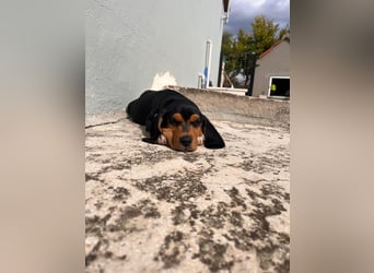 Lio sucht sein Für-immer-Zuhause