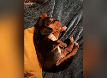 Lio sucht sein Für-immer-Zuhause