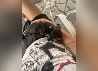 Lio sucht sein Für-immer-Zuhause