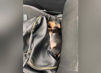 Lio sucht sein Für-immer-Zuhause