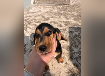 Lio sucht sein Für-immer-Zuhause