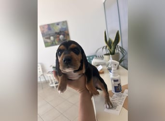 Lio sucht sein Für-immer-Zuhause