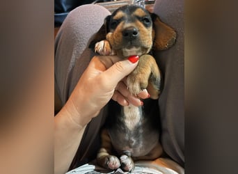 Lio sucht sein Für-immer-Zuhause