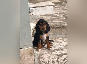 Lio sucht sein Für-immer-Zuhause