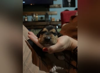 Lio sucht sein Für-immer-Zuhause