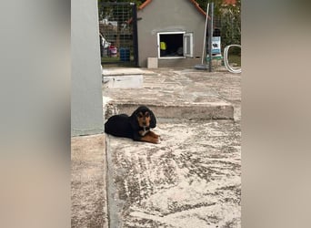 Lio sucht sein Für-immer-Zuhause