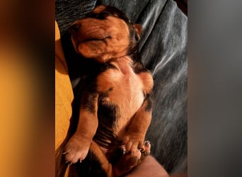 Lio sucht sein Für-immer-Zuhause