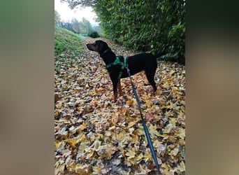 Lebensfrohe Junghündin sucht ihr Glück