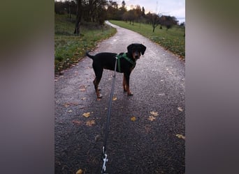 Lebensfrohe Junghündin sucht ihr Glück