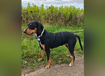 Lebensfrohe Junghündin sucht ihr Glück