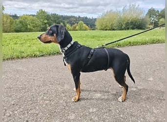 Lebensfrohe Junghündin sucht ihr Glück