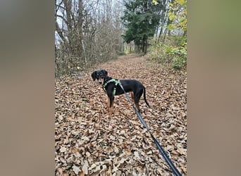 Lebensfrohe Junghündin sucht ihr Glück