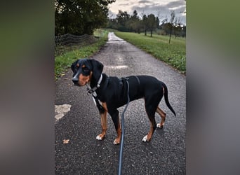 Lebensfrohe Junghündin sucht ihr Glück