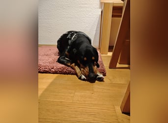 Lebensfrohe Junghündin sucht ihr Glück