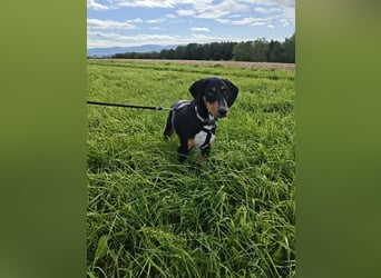 Lebensfrohe Junghündin sucht ihr Glück