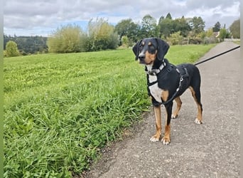 Lebensfrohe Junghündin sucht ihr Glück