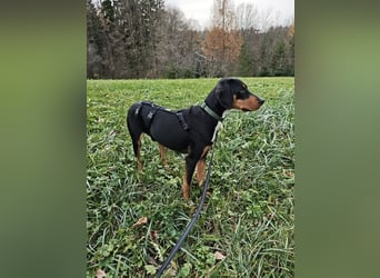 Lebensfrohe Junghündin sucht ihr Glück