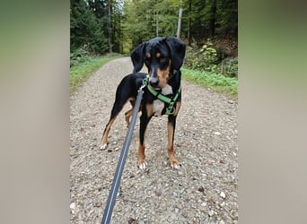 Lebensfrohe Junghündin sucht ihr Glück