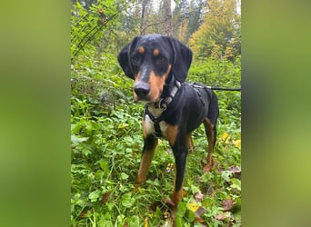 Lebensfrohe Junghündin sucht ihr Glück