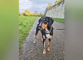 Lebensfrohe Junghündin sucht ihr Glück