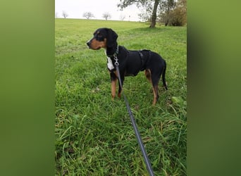 Lebensfrohe Junghündin sucht ihr Glück