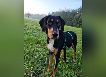 Lebensfrohe Junghündin sucht ihr Glück