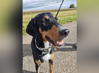 Lebensfrohe Junghündin sucht ihr Glück