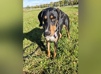 Lebensfrohe Junghündin sucht ihr Glück