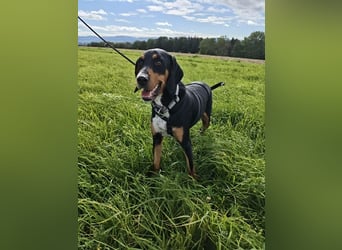 Lebensfrohe Junghündin sucht ihr Glück